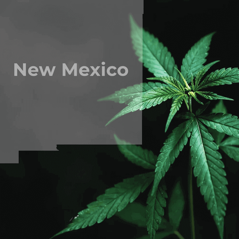 how to open a dispensary in new mexico