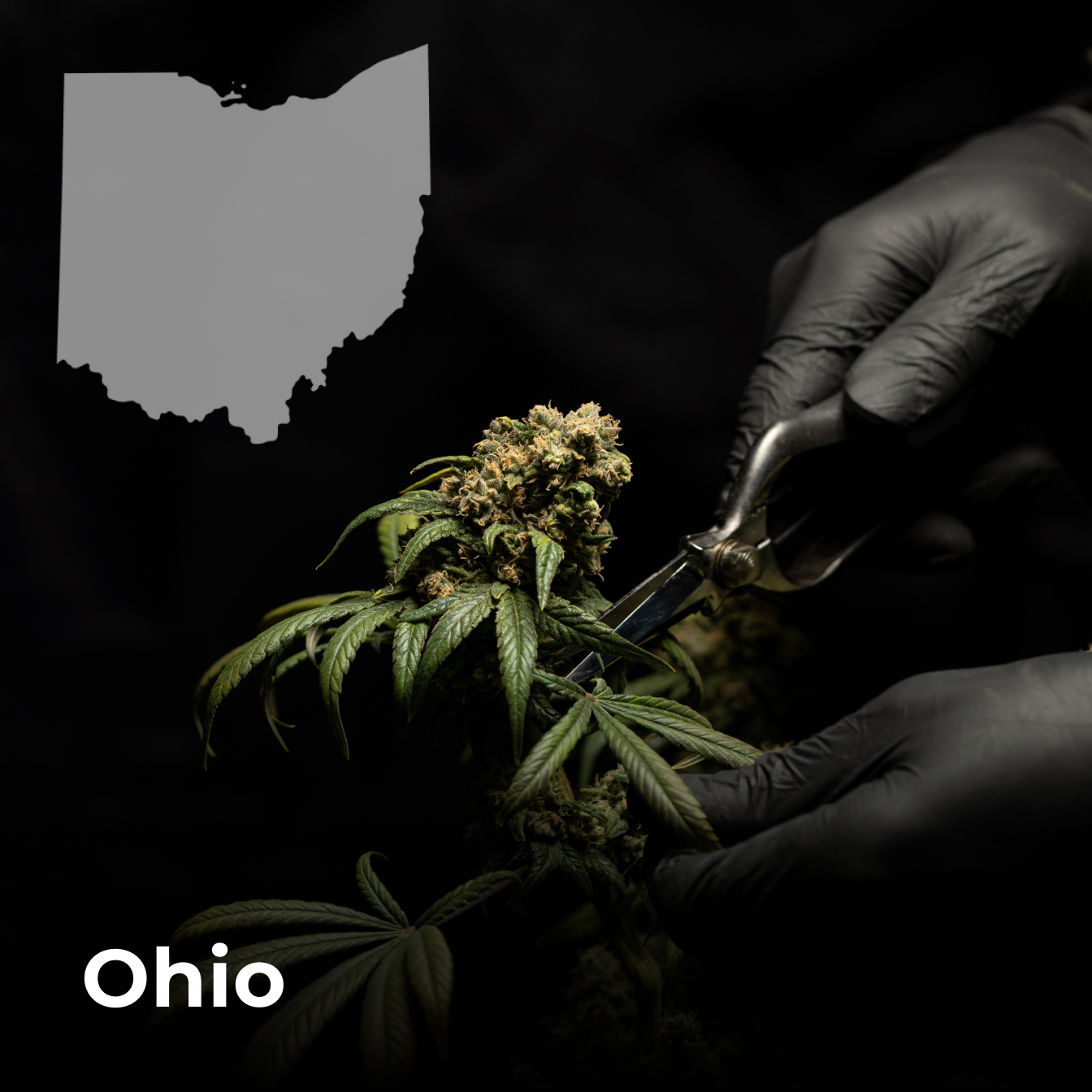 opening a dispensary in ohio