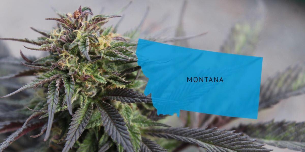 montana cannabis