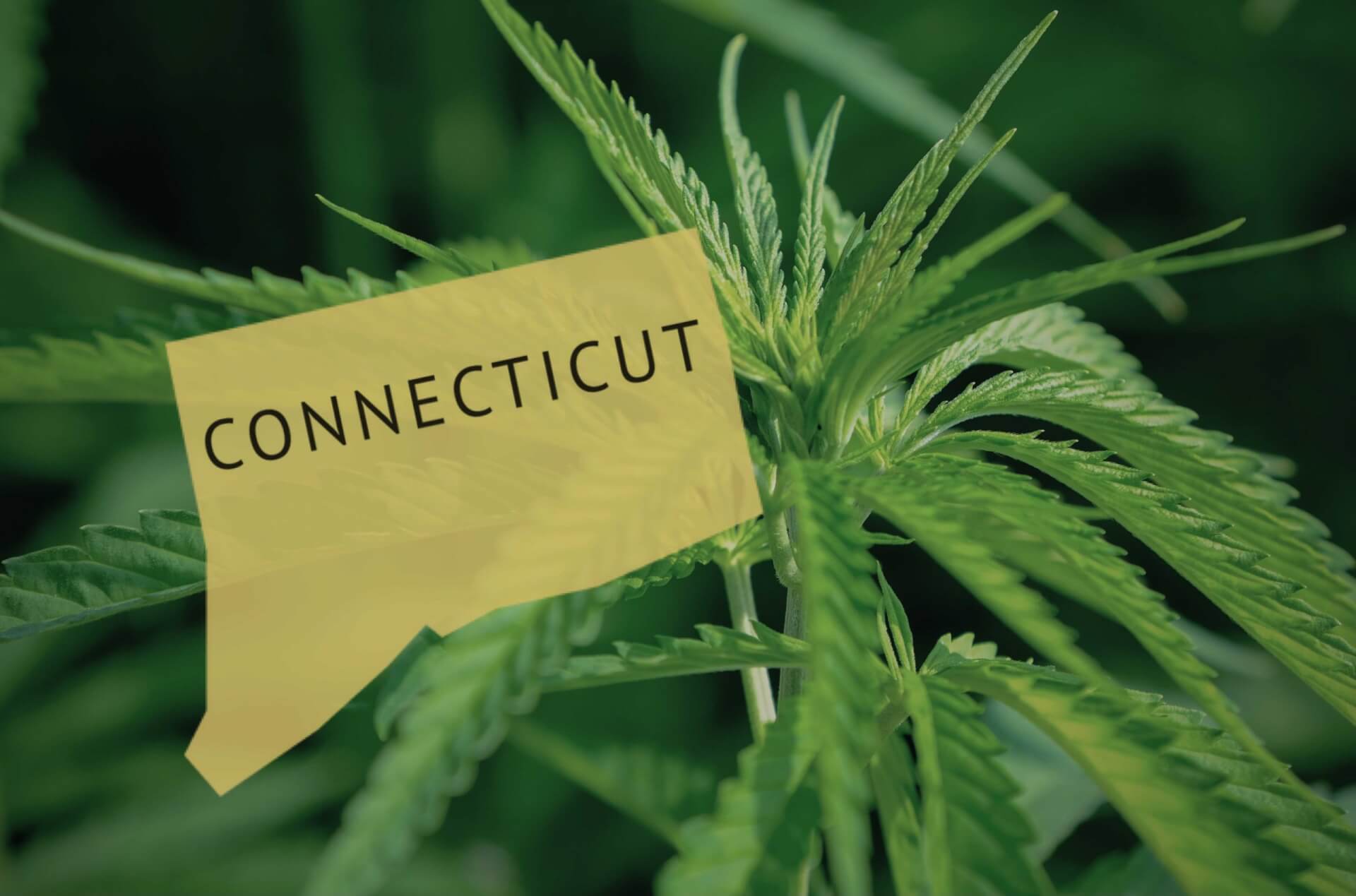 connecticut cannabis legalization bill