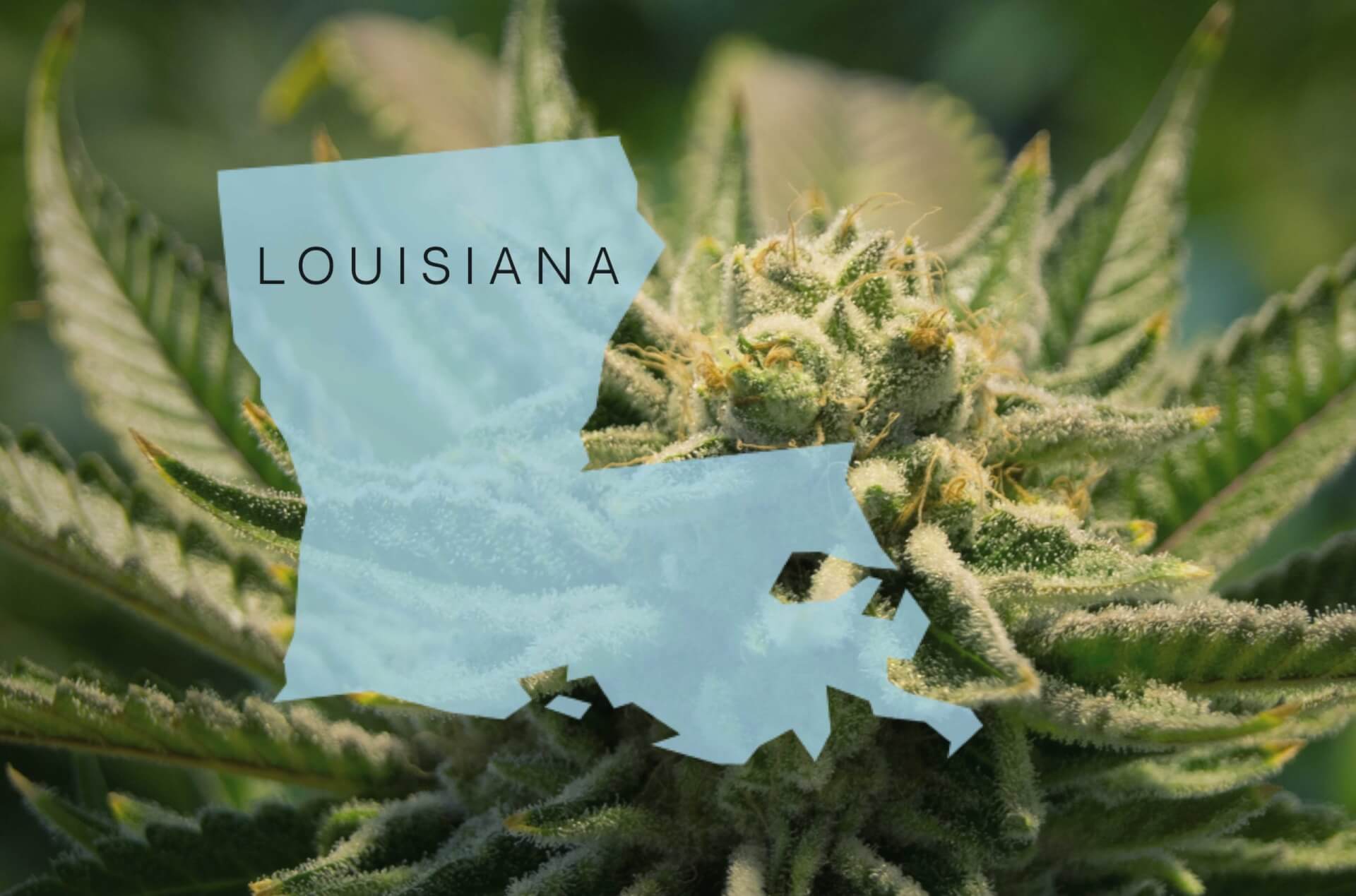 louisiana cannabis law