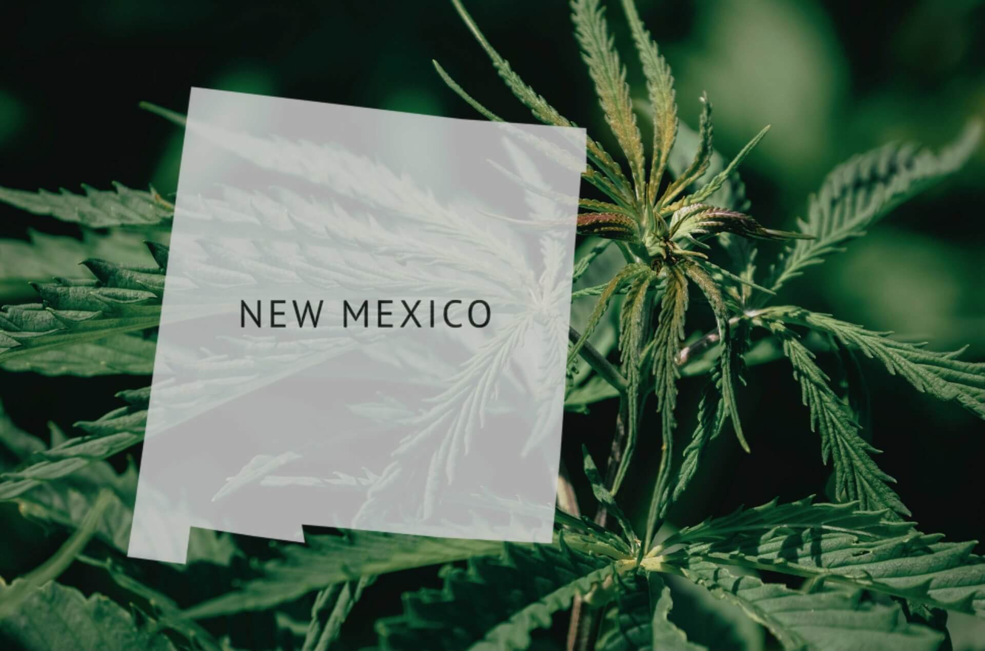 new mexico cannabis legalization